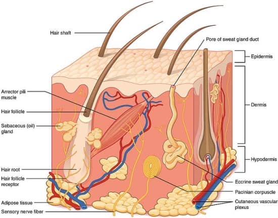 آناتومی پوست