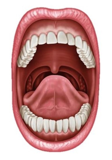 دهان دستگاه گوارش