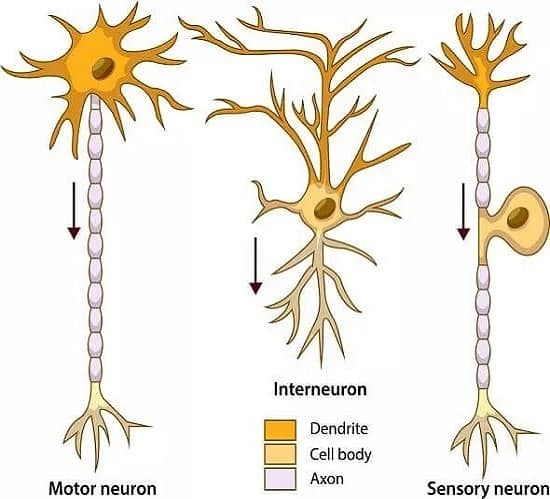 انواع سلول عصبی