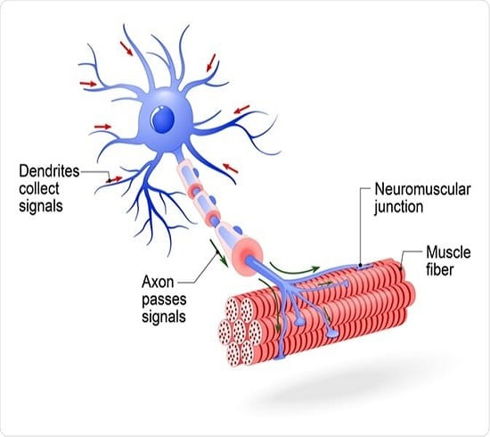سلول عصبی حرکتی