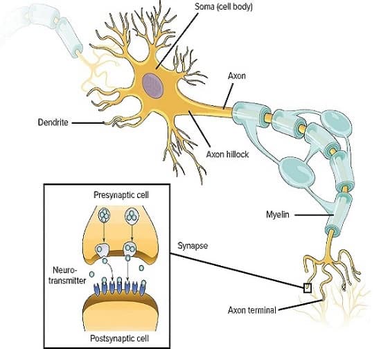 عملکرد سلول عصبی