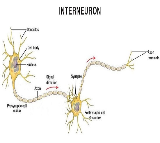 نورون های رابط