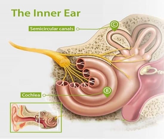 گوش داخلی