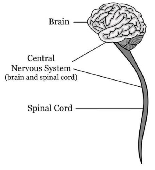 دستگاه عصبی مرکزی