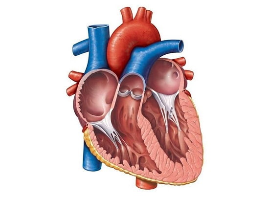 ساختار قلب