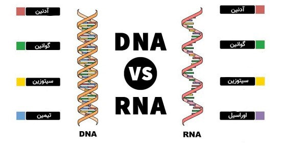 تفاوت dna و rna چیست
