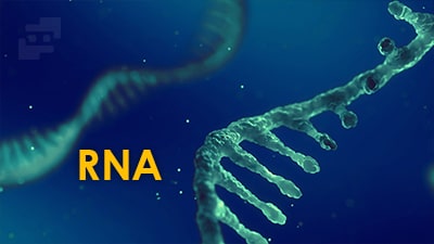 RNA چیست