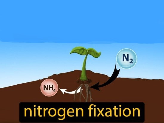 جذب نیتروژن در تغذیه گیاهان