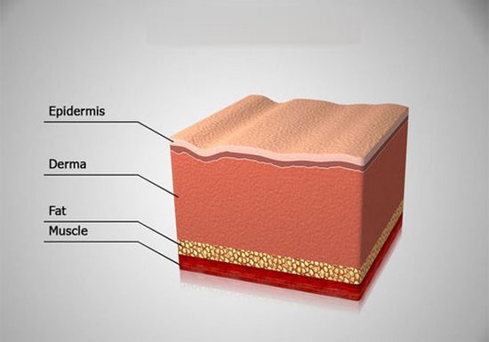 لایه های پوست در مرجع مدیریت زخم