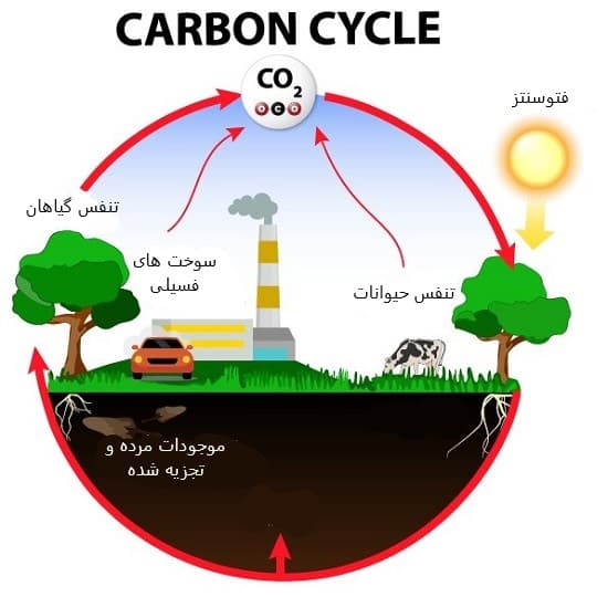 چرخه کربن در ایجاد سوخت های فسیلی