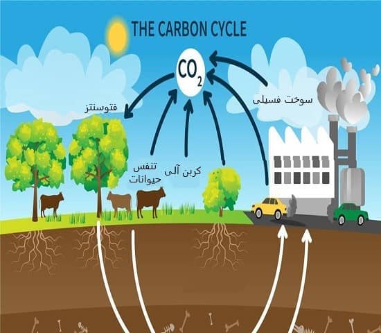 carbon cycle چیست